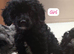 Cockapoo puppies available now