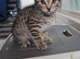 3 beautiful kitten