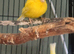 Canaries and gouldians for sale