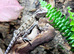 Rankins Dragons at Birmingham Reptiles