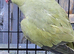 X4 Beautiful Olive and Green Young Indian Ringneck Talking Parrots