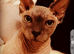 Aldut pair sphynx