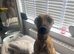 Beautiful Skye 11 months old