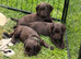 Kc registered cocker spaniel pups