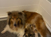 KC registered Sable and white puppies