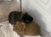 2 male Guinea Pigs for Sale