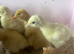 Crowllitzer Turkey Poults hatched 29/5/26