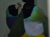 2 Male Gouldian swap for 2 Female Gouldian