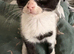2 kittens left!!!