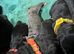Daniff Puppies. Great Dane x Mastiff