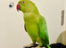 Tame and Untame Beautiful Ringneck for Sale