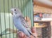 Hand tame baby Budgies last 3 available