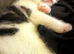 Wanted: Two Human Servants for Life!