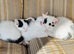 Black and white kittens