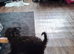 6 month cockapoo male need new home asap