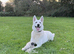 White Swiss Shepherd puppies