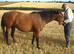 3/4 Thoroughbred 3 Y/o  Filly for sale.