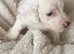 Cockapoo f1 pups ×3