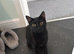 6 month old female bombay