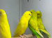 Budgies