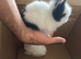 Baby bunny lion head rabbit for sale