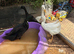 4 runner ducks cuyuga and Pom Pom head