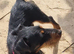 Female jagdterrier