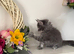 TICA reg Maine coon kittens