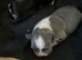 French bulldog/chihuaua
