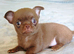 Tiny milk Chocolate smooth coat Chihuahua Girl