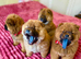 Amazing puppies