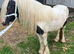 Ideal kids first pony