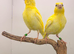 6 young canaries available
