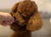 Red toy poodle for stud