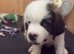 Last male Saint Bernard puppy left READY TO LEAVE NOW