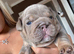 Last of the litter, NEBBR registered