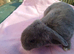 Plush Mini lop