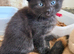 Black kitty