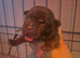 Chuncky labrador puppies
