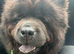 Chow chow female 3 years old