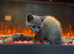 Bsh mix little lady