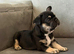 French bulldog puppies