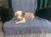 Ready now - Blue Merle Collie X Lurcher puppies