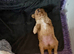 Gorgeous Cavapoo puppy one left!!