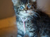 Gorgeous pure breed Mainecoon kittens ready 24th July