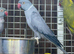 Ring neck parrot