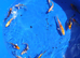 &pound;5 koi carp