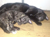 2 FEMALE KITTENS READY NOW.