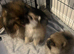 Pomeranian puppies KC registered