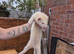 Ferret for sale